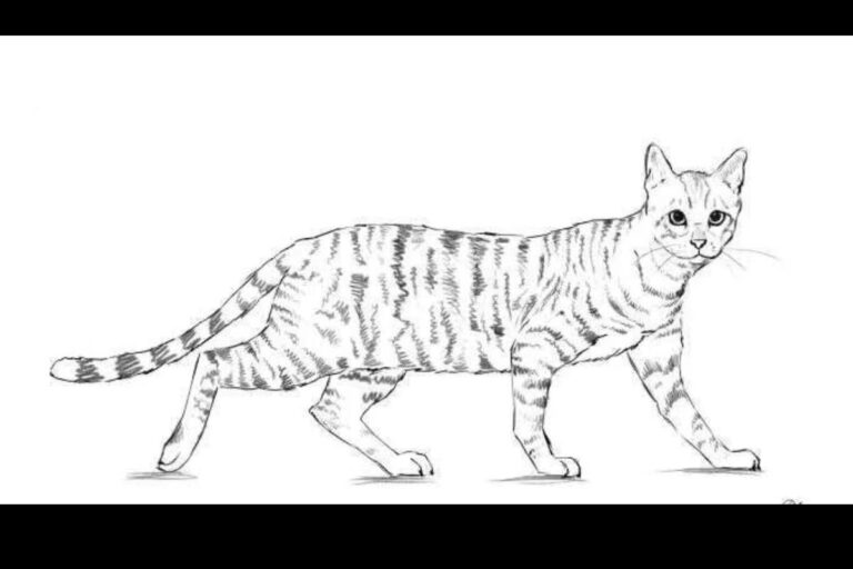 Drawing:8mi9vnj1ccs= Cat